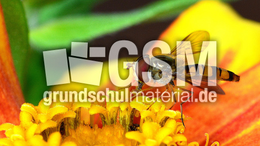 Garten-Schwebfliege (14).jpg